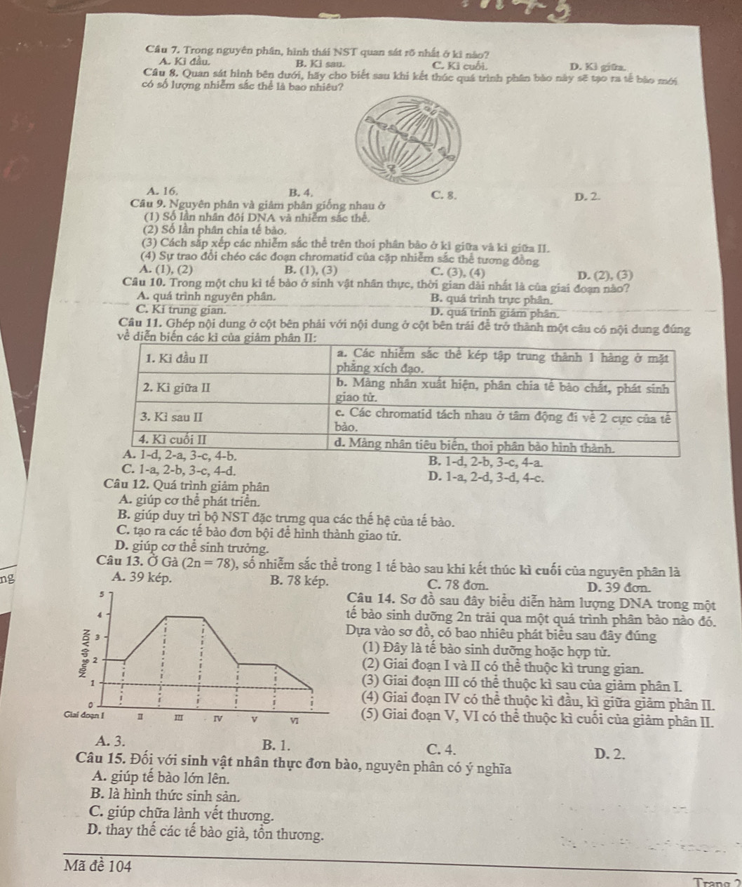 Cầu 7. Trong nguyên phần, hình thái NST quan sát rõ nhất ở kì nào?
A. Ki đầu. B. Ki sau. C. Kì cuối. D. Kì giữa.
Câu 8. Quan sát hình bên dưới, hãy cho biết sau khi kết thúc quá trình phân bào này sẽ tạo ra tế bào mới
có số lượng nhiễm sắc thể là bao nhiêu?
A. 16. B. 4. C. 8. D. 2.
Câu 9. Nguyên phân và giâm phân giống nhau ở
(1) Số lần nhân đôi DNA và nhiễm sắc thể.
(2) Số lần phân chia tế bào.
(3) Cách sắp xếp các nhiễm sắc thể trên thoi phân bão ở kì giữa và kì giữa II.
(4) Sự trao đổi chéo các đoạn chromatid của cặp nhiễm sắc thể tương đồng
A. (1), (2) B. (1), (3) C. (3), (4) D. (2), (3)
Câu 10. Trong một chu kì tế bảo ở sinh vật nhân thực, thời gian dài nhất là của giai đoạn nào?
A. quá trình nguyên phân. B. quá trình trực phân.
C. Ki trung gian. D. quá trình giám phân.
Câu 11. Ghép nội dung ở cột bên phải với nội dung ở cột bên trái để trở thành một câu có nội dung đúng
về diễn biến c
c, 4-a.
C. 1-a, 2-b, 3-c, 4-d. D. 1-a, 2-d, 3-d, 4-c.
Câu 12. Quá trình giảm phân
A. giúp cơ thể phát triển.
B. giúp duy trì bộ NST đặc trưng qua các thế hệ của tế bào.
C. tạo ra các tế bảo đơn bội để hình thành giao tử.
D. giúp cơ thể sinh trưởng.
Câu 13. Ở Gà (2n=78) 0, số nhiễm sắc thể trong 1 tế bào sau khi kết thúc kì cuối của nguyên phân là
A. 39 kép.
ng B. 78 kép. C. 78 đơn. D. 39 đơn.
Câu 14. Sơ đồ sau đây biểu diễn hàm lượng DNA trong một
ế bào sinh dưỡng 2n trải qua một quá trình phân bào nào đó.
Dựa vào sơ đồ, có bao nhiêu phát biểu sau đây đúng
(1) Đây là tế bào sinh dưỡng hoặc hợp tử.
(2) Giai đoạn I và II có thể thuộc kì trung gian.
(3) Giai đoạn III có thể thuộc kì sau của giảm phân I.
(4) Giai đoạn IV có thể thuộc kì đầu, kì giữa giảm phân II.
Giai đoạn I (5) Giai đoạn V, VI có thể thuộc kì cuối của giảm phân II.
A. 3. B. 1. C. 4. D. 2.
Câu 15. Đối với sinh vật nhân thực đơn bào, nguyên phân có ý nghĩa
A. giúp tế bào lớn lên.
B. là hình thức sinh sản.
C. giúp chữa lành vết thương.
D. thay thế các tế bào già, tồn thương.
Mã đề 104