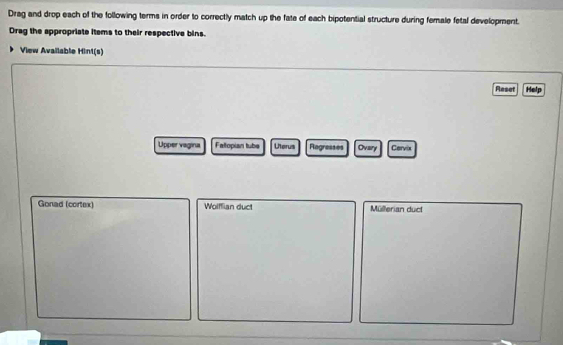 Drag and drop each of the following terms in order to correctly match up the fate of each bipotential structure during female fetal development. 
Drag the appropriate items to their respective bins. 
View Avallable Hint(s) 
Reset Help 
Upper vagina Fallopian tube Uterus Regresses Ovary Cervix 
Gonad (cortex) Wolffian duct Müllerian duct