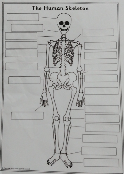 The Human Skeleton