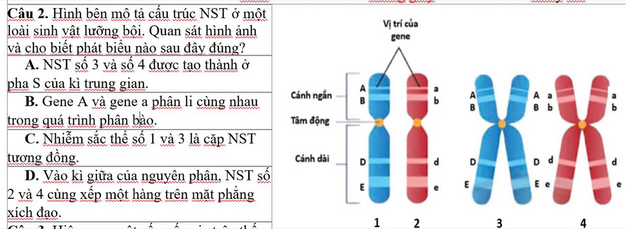 Hình bên mô tả cầu trúc NST ở một
loài sinh vật lưỡng bội. Quan sát hình ảnh
và cho biết phát biểu nào sau đây đúng?
A. NST số 3 và số 4 được tạo thành ở
pha S của kì trung gian.A a
B. Gene A và gene a phân li cùng nhau 
A
B
B b
b
trong quá trình phân bào.
C. Nhiễm sắc thể số 1 và 3 là cặp NST
tương đồng. d
D
D
d
D. Vào kì giữa của nguyên phân, NST sốE e
2 và 4 cùng xếp một hàng trên mặt phẳng
E
xích đạo.

1 2
3
4