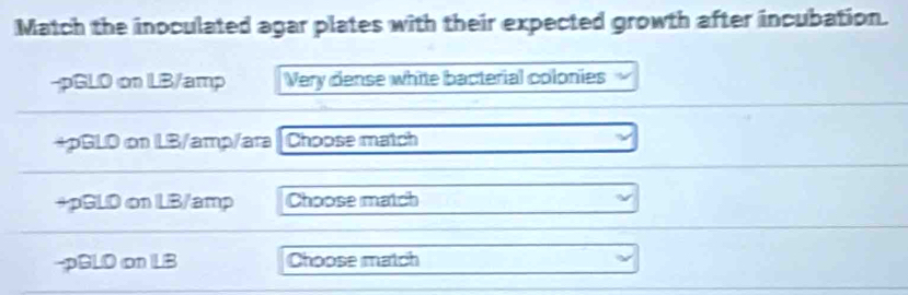 Match the inoculated agar plates with their expected growth after incubation. 
-pGLO on LB/amp Very dense white bacterial colonies 
+pGLO on LB/amp/ara |Choose match 
+pGLD on LB/amp Choose match 
-pGLO on LB Choose match