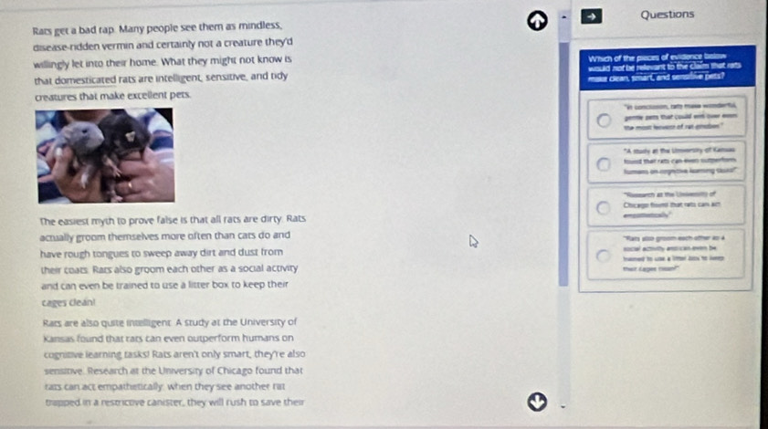 Rars get a bad rap. Many people see them as mindless, Questions 
disease-ridden vermin and certainly not a creature they'd 
willingly let into their home. What they might not know is 
Which of the piaces of evidence below 
that domesticated rats are intelligent, sensitive, and tidy would not be relevant to the claim that rats 
creatures that make excellent pets. make clean, smart, and sensibive pets? 
"s concsonon, rato mase womdertul, 
germe pets that could ern over eeen 
the most leevere of rat gimubos." 
*A studly at th Limorsity of Camas 
founst that rats can even sutpertors. 
fumens on crgnzve kuming sasks" 
*Rassarch at the Lnientty of 
The easiest myth to prove false is that all rats are dirty. Rats emcotetcaly Chicago frsms that nets cam ac 
actually groom themselves more often than cats do and ''Pats 20s0 groom each other ao à 
social actuity ansrican even be 
have rough tongues to sweep away dirt and dust from tsmed to wse a litter Jook te lep 
their coats. Rars also groom each other as a social activity ther Lages rean!" 
and can even be trained to use a litter box to keep their 
cages clean! 
Rars are also quite intelligent. A study at the University of 
Kansas found that rats can even outperform humans on 
cognitive learning tasks! Rats aren't only smart, they're also 
sensitive. Research at the University of Chicago found that 
rats can act empathetically, when they see another rat 
trapped in a restricove canister, they will rush to save their