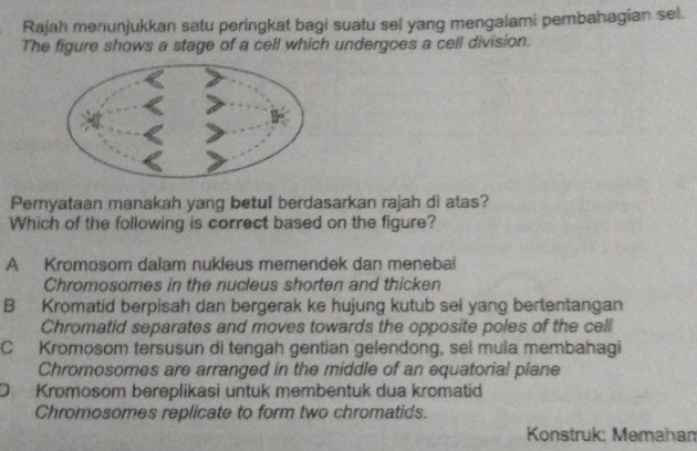 Rajah menunjukkan satu peringkat bagi suatu sel yang mengalami pembahagian sel.
The figure shows a stage of a cell which undergces a cell division.
Pernyataan manakah yang betul berdasarkan rajah di atas?
Which of the following is correct based on the figure?
A Kromosom dalam nukleus memendek dan menebal
Chromosomes in the nucleus shorten and thicken
B Kromatid berpisah dan bergerak ke hujung kutub sel yang bertentangan
Chromatid separates and moves towards the opposite poles of the cell
C Kromosom tersusun di tengah gentian gelendong, sel mula membahagi
Chromosomes are arranged in the middle of an equatorial plane
D Kromosom bereplikasi untuk membentuk dua kromatid
Chromosomes replicate to form two chromatids.
Konstruk: Memahan