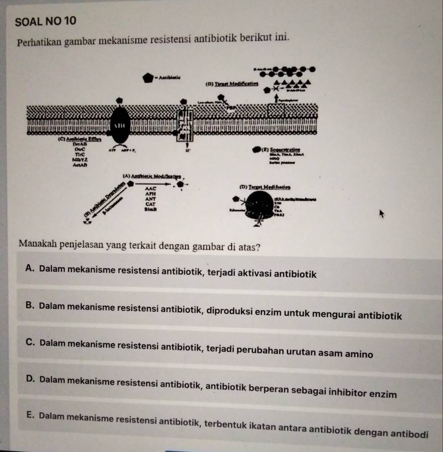 SOAL NO 10
Perhatikan gambar mekanisme resistensi antibiotik berikut ini.
Manakah penjelasan yang terkait dengan gambar di atas?
A. Dalam mekanisme resistensi antibiotik, terjadi aktivasi antibiotik
B. Dalam mekanisme resistensi antibiotik, diproduksi enzim untuk mengurai antibiotik
C. Dalam mekanisme resistensi antibiotik, terjadi perubahan urutan asam amino
D. Dalam mekanisme resistensi antibiotik, antibiotik berperan sebagai inhibitor enzim
E. Dalam mekanisme resistensi antibiotik, terbentuk ikatan antara antibiotik dengan antibodi