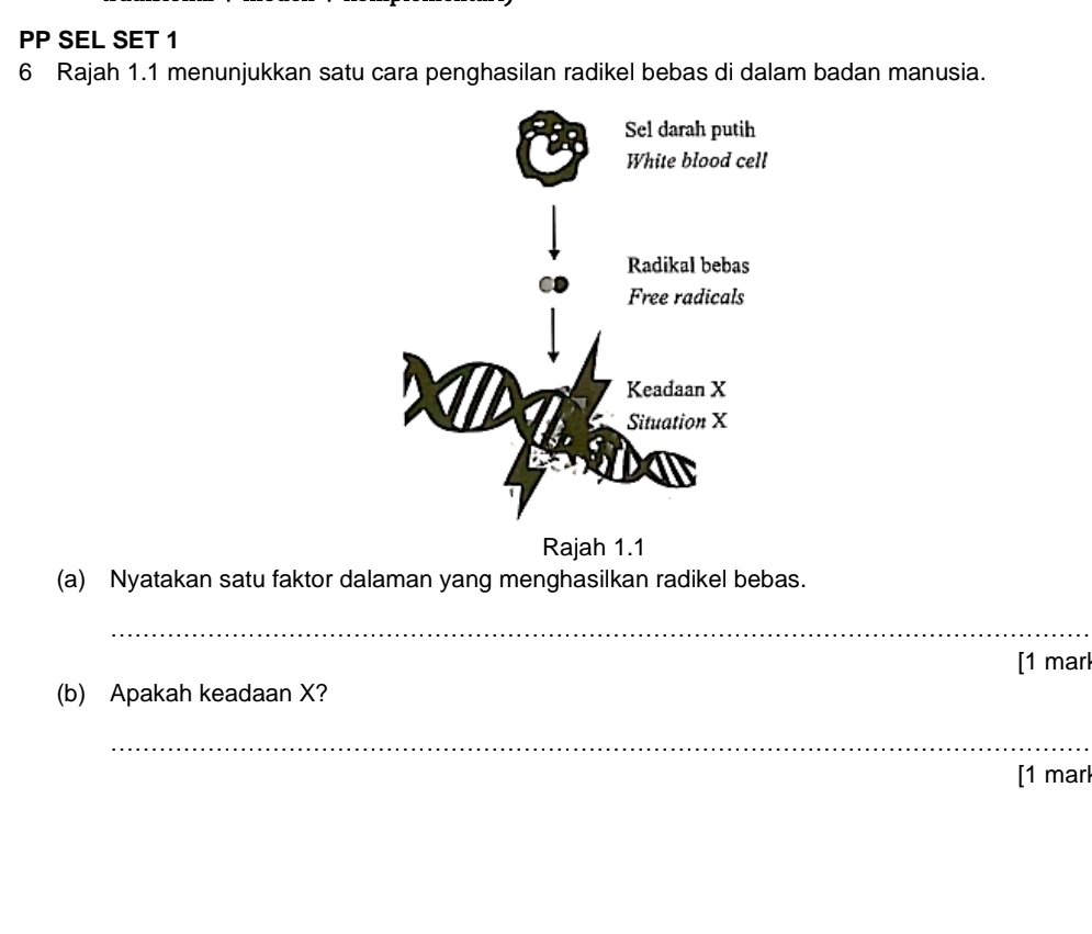 PP SEL SET 1 
6 Rajah 1.1 menunjukkan satu cara penghasilan radikel bebas di dalam badan manusia. 
Rajah 1.1 
(a) Nyatakan satu faktor dalaman yang menghasilkan radikel bebas. 
_ 
[1 marl 
(b) Apakah keadaan X? 
_ 
[1 marl