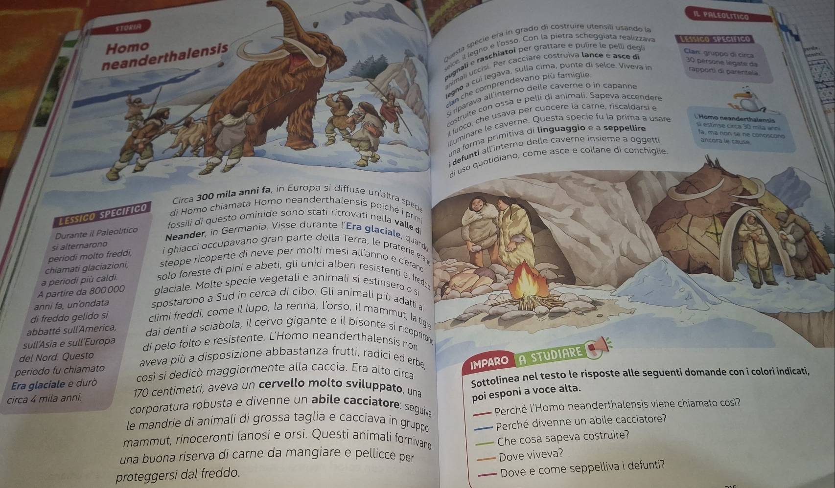 IL PALEOLITICO
STORIA
Questa specie era in grado di costruire utensili usando la
Homo
selce, il legno e l’osso. Con la pietra scheggiata realizzava Lessico specífico
neanderthalensis
ugnali e raschiatoi per grattare e pulire le pelli degl
Clan: gruppo di cirça
animali uccisi. Per cacciare costruiva lance e asce di  30 persone le gat  d
legno a cui legava, sulla cima, punte di selce. Viveva in rapporti di parentela
clan che comprendevano più famiglie.
Si riparava all’interno delle caverne o in capanne
costruite con ossa e pelli di animali. Sapeva accendere
il fuoco, che usava per cuocere la carne, riscaldarsi e
si estinse circa 30 mila ann
illuminare le caverne. Questa specie fu la prima a usare
Homo neanderthalensis
una forma primitiva di linguaggío e a seppellire
la, má non se ne conoscono
i defunti all'interno delle caverne insieme a oggetti ancora le cause
di uso quotidiano, come asce e collane di conchiglie.
Circa 300 mila anni fa, in Europa si diffuse un’altra specie
Lessico specifico
di Homo chiamata Homo neanderthalensis poiché i primi 
Durante il Paleolitico
fossili di questo ominide sono stati ritrovati nella valle di
Neander, in Germania. Visse durante l’Era glaciale, quand
si alternarono
periodi molto freddi, i ghiacci occupavano gran parte della Terra, le praterie erand
chiamati glaciazioni, steppe ricoperte di neve per molti mesi all’anno e c’erano
a periodi più caldi. solo foreste di pini e abeti, gli unici alberi resistenti al fredd
A partire da 800000 glaciale. Molte specie vegetali e animali si estinsero o s
anni fa, un’ondata spostarono a Sud in cerca di cibo. Gli animali più adatti ai
di freddo gelido si climi freddi, come il lupo, la renna, l’orso, il mammut, la tigre
abbatté sull'America, dai denti a sciabola, il cervo gigante e il bisonte si ricoprirond
sull'Asia e sull’Europa di pelo folto e resistente. L’Homo neanderthalensis non
del Nord. Questo aveva più a disposizione abbastanza frutti, radici ed erbe. IMPARO A STUDIARE a
periodo fu chiamato
Era glaciale e durò così si dedicò maggiormente alla caccia. Era alto circa
circa 4 mila anni.
170 centimetri, aveva un cervello molto sviluppato, una Sottolinea nel testo le risposte alle seguenti domande con i colori indicati,
poi esponi a voce alta.
corporatura robusta e divenne un abile cacciatore: seguiva _ Perché l'Homo neanderthalensis viene chiamato cosi?
le mandrie di animali di grossa taglia e cacciava in gruppo _* Perché divenne un abile cacciatore?
mammut, rinoceronti lanosi e orsi. Questi animali fornivano
_Che cosa sapeva costruire?
una buona riserva di carne da mangiare e pellicce per _Dove viveva?
proteggersi dal freddo.
_ Dove e come seppelliva i defunti?