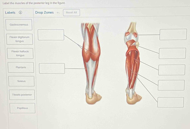 Label the muscles of the posterior leg in the figure. 
Labels ① Drop Zones Reset All 
Gastrocnemius 
Flexor digitorum 
longus 
Flexor hallucis 
longus 
Plantaris 
Soleus 
Tibialis posterior 
Popliteus