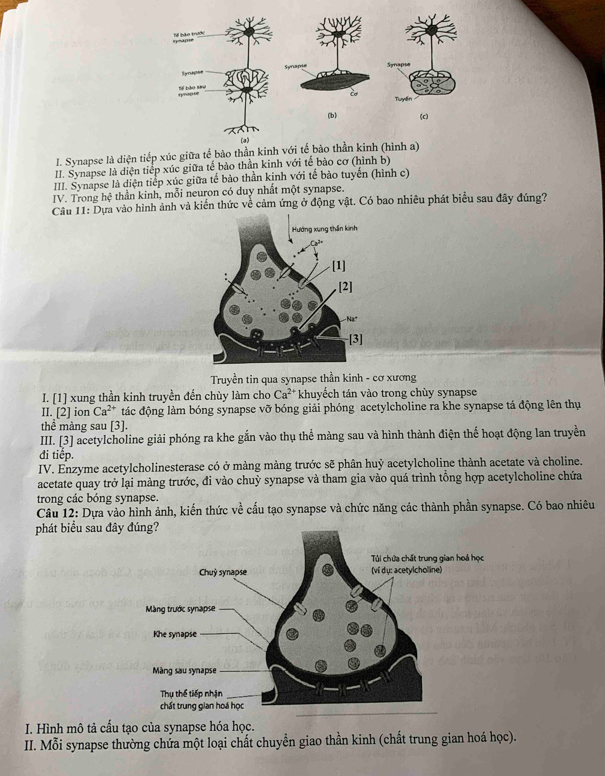 Synapse là diện tiếp xúc giữa tế bào thần kivới tế bào thần kinh (hình a)
II. Šynapse là diện tiếp xúc giữa tế bào thần kinh với tế bào cơ (hình b)
III. Šynapse là diện tiếp xúc giữa tế bào thần kịnh với tế bào tuyến (hình c)
IV. Trong hệ thần kinh, mỗi neuron có duy nhất một synapse.
Câu 11: Dựa vào hình ảnh và kiến thức về cảm ứng ở động vật. Có bao nhiêu phát biểu sau đây đúng?
Truyền tin qua synapse thần kinh - cơ xương
I. [1] xung thần kinh truyền đến chùy làm cho Ca^(2+) khuyếch tán vào trong chùy synapse
II. [2] ion Ca^(2+) đtác động làm bóng synapse vỡ bóng giải phóng acetylcholine ra khe synapse tá động lên thụ
thể màng sau [3].
III. [3] acetylcholine giải phóng ra khe gắn vào thụ thể màng sau và hình thành điện thế hoạt động lan truyền
đi tiếp.
IV. Enzyme acetylcholinesterase có ở màng màng trước sẽ phân huỷ acetylcholine thành acetate và choline.
acetate quay trở lại màng trước, đi vào chuỳ synapse và tham gia vào quá trình tổng hợp acetylcholine chứa
trong các bóng synapse.
Câu 12: Dựa vào hình ảnh, kiến thức về cấu tạo synapse và chức năng các thành phần synapse. Có bao nhiêu
phát biểu sau đây
I. Hình mô tả cấu tạo của synapse hóa học.
II. Mỗi synapse thường chứa một loại chất chuyển giao thần kinh (chất trung gian hoá học).