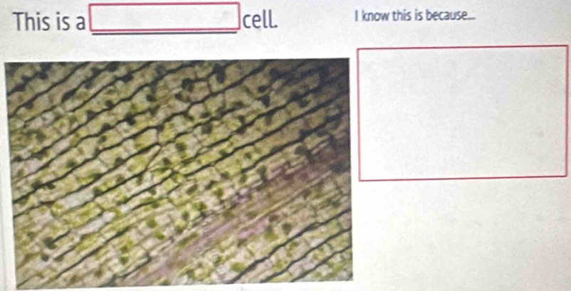 This is a _ □ cell I know this is because...