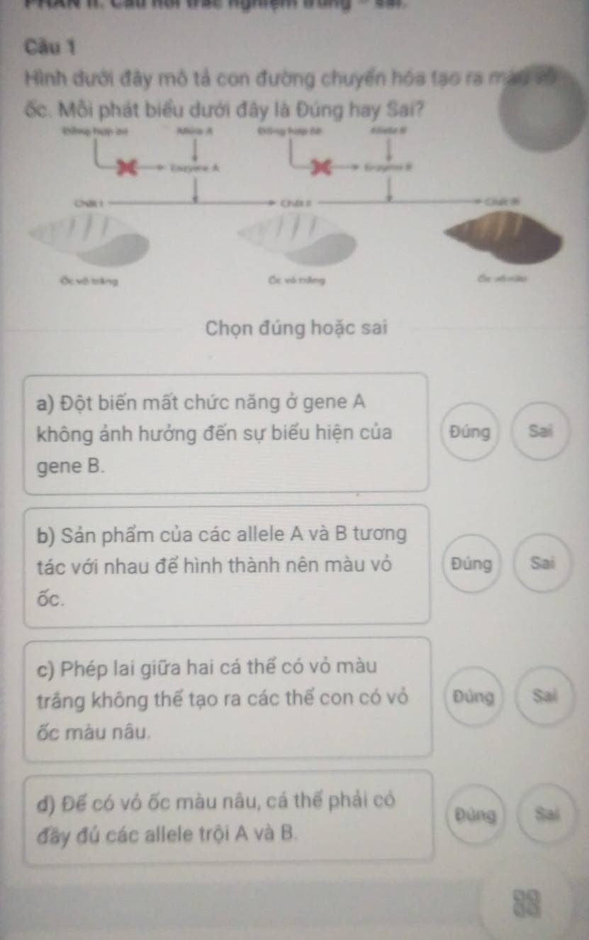 Hình dưới đây mô tả con đường chuyến hóa tạo ra màu vô
ốc. Mỗi phát biểu dưới đây là Đúng hay Sai?
Chọn đúng hoặc sai
a) Đột biến mất chức năng ở gene A
không ảnh hưởng đến sự biểu hiện của Đúng Sai
gene B.
b) Sản phẩm của các allele A và B tương
tác với nhau để hình thành nên màu vỏ Đúng Sai
ốc.
c) Phép lai giữa hai cá thể có vỏ màu
trắng không thể tạo ra các thể con có vỏ Đùng Sai
ốc màu nâu.
đ) Đế có vỏ ốc màu nâu, cá thế phải có Đùng Sai
đầy đủ các allele trội A và B.
88