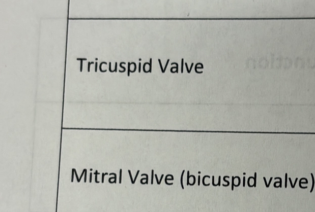 Tricuspid Valve 
Mitral Valve (bicuspid valve)