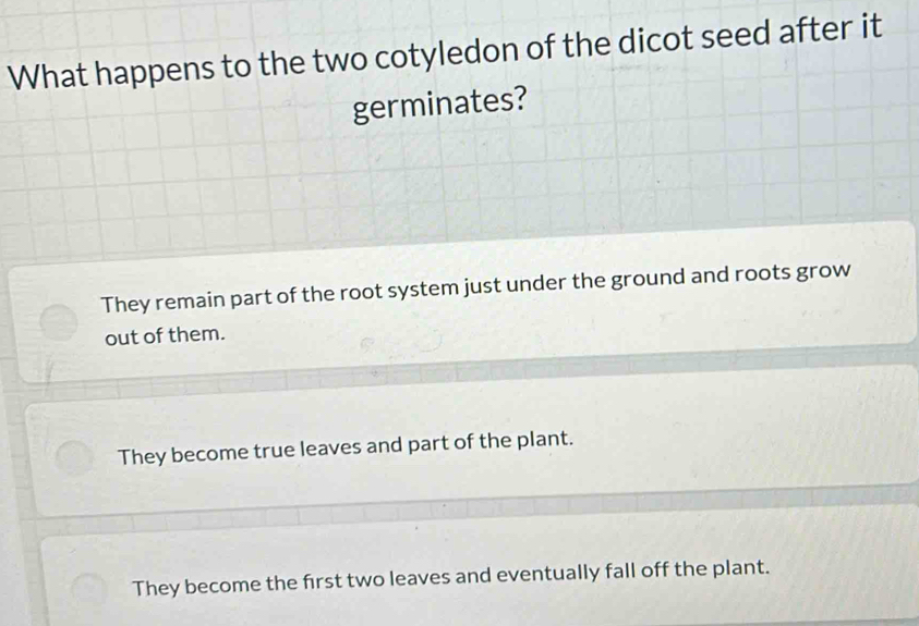 What happens to the two cotyledon of the dicot seed after it
germinates?
They remain part of the root system just under the ground and roots grow
out of them.
They become true leaves and part of the plant.
They become the first two leaves and eventually fall off the plant.