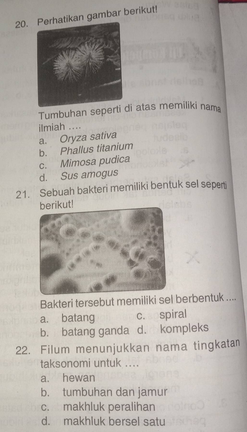 tikan gambar berikut!
Tumbuhan seperti i atas memiliki nama
ilmiah ....
a. Oryza sativa
b. Phallus titanium
c. Mimosa pudica
d. Sus amogus
21. Sebuah bakteri memiliki bentuk sel seperti
rikut!
Bakteri tersebut memiliki sel berbentuk ....
a. batang c. apspiral
b. batang ganda d. kompleks
22. Filum menunjukkan nama tingkatan
taksonomi untuk ....
a. hewan
b. tumbuhan dan jamur
c. makhluk peralihan
d. makhluk bersel satu