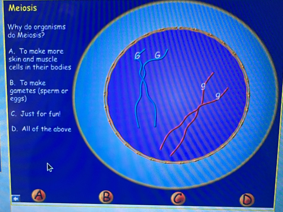 Meiosis
W
d
A
s
c