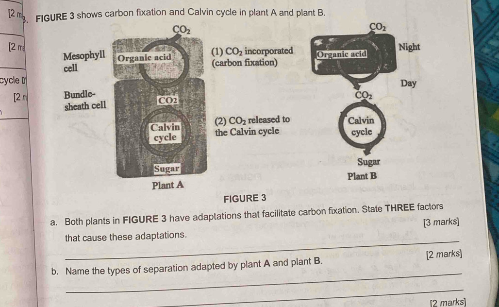 [2 m
3. FIGURE 3 shows carbon fixation and Calvin cycle in plant A and plant B.
_
[2 ma 
_
cycle D 
[2m 
FIGURE 3
a. Both plants in FIGURE 3 have adaptations that facilitate carbon fixation. State THREE factors
_
that cause these adaptations. [3 marks]
_
b. Name the types of separation adapted by plant A and plant B. [2 marks]
_
[2 marks]