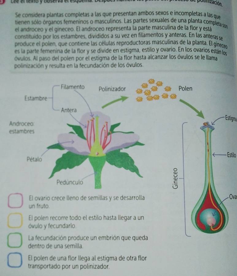 Lée el textó y observa el esquema. Despó 
polinización. 
Se considera plantas completas a las que presentan ambos sexos e incompletas a las que 
tienen sólo órganos femeninos o masculinos. Las partes sexuales de una planta completa son 
el androceo y el gineceo. El androceo representa la parte masculina de la flor y está 
constituido por los estambres, divididos a su vez en filamentos y anteras. En las anteras se 
produce el polen, que contiene las células reproductoras masculinas de la planta. El gineceo 
es la parte femenina de la flor y se divide en estigma, estilo y ovario. En los ovarios están los 
óvulos. Al paso del polen por el estigma de la flor hasta alcanzar los óvulos se le llama 
polinización y resulta en la fecundación de los óvulos. 
Estigma 
· Estilo 
El ovario crece lleno de semillas y se desarrolla Ovar 
un fruto. 
El polen recorre todo el estilo hasta llegar a un 
óvulo y fecundarlo. 
La fecundación produce un embrión que queda 
dentro de una semilla. 
El polen de una flor llega al estigma de otra flor 
transportado por un polinizador.