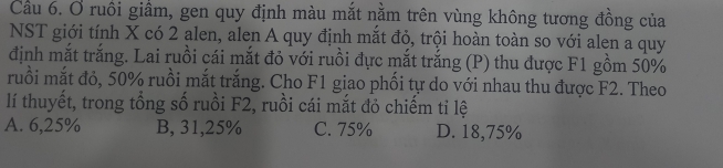 Cầu 6. Ở ruôi giầm, gen quy định màu mắt nằm trên vùng không tương đồng của
NST giới tính X có 2 alen, alen A quy định mắt đỏ, trội hoàn toàn so với alen a quy
định mắt trắng. Lai ruồi cái mắt đỏ với ruồi dực mắt trắng (P) thu được F1 gồm 50%
ruồi mắt đỏ, 50% ruồi mắt trắng. Cho F1 giao phối tự do với nhau thu được F2. Theo
lí thuyết, trong tổng số ruồi F2, ruồi cái mắt đỏ chiếm tỉ lệ
A. 6,25% B, 31,25% C. 75% D. 18,75%