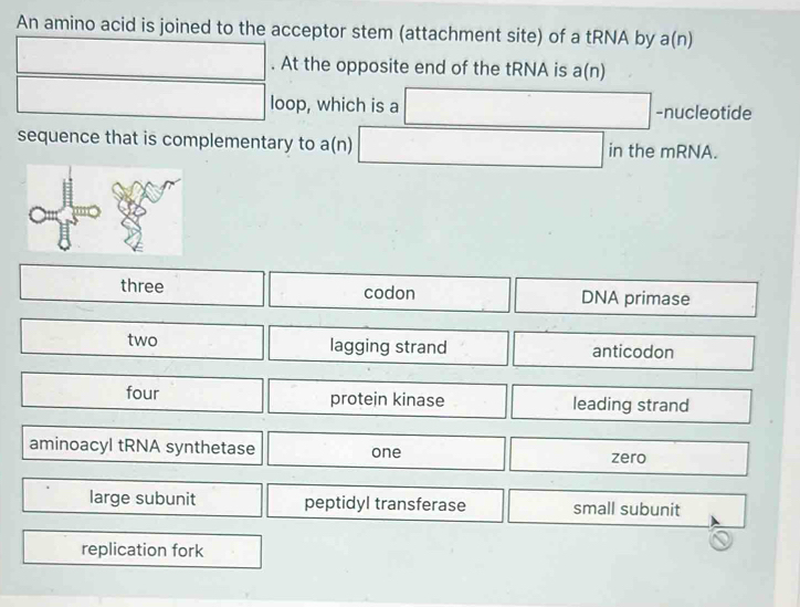 An amino acid is joined to the acceptor stem (attachment site) of a tRNA by a(n)
∴ ∠ ABC=∠ BCD
∴ △ ADC=∠ BCD. At the opposite end of the tRNA is a(n)
□ loop, which is a □ -nucleotide
sequence that is complementary to a(n) □ in the mRNA.
□ three □ □ codon | DNA primase
□ two □ lagging strand anticodon° 
□ four □ protein kinase leading strand^ 
aminoacyl tRNA synthetase □ one □  zero □ 
large subunit peptidyl transferase small subunit
replication fork