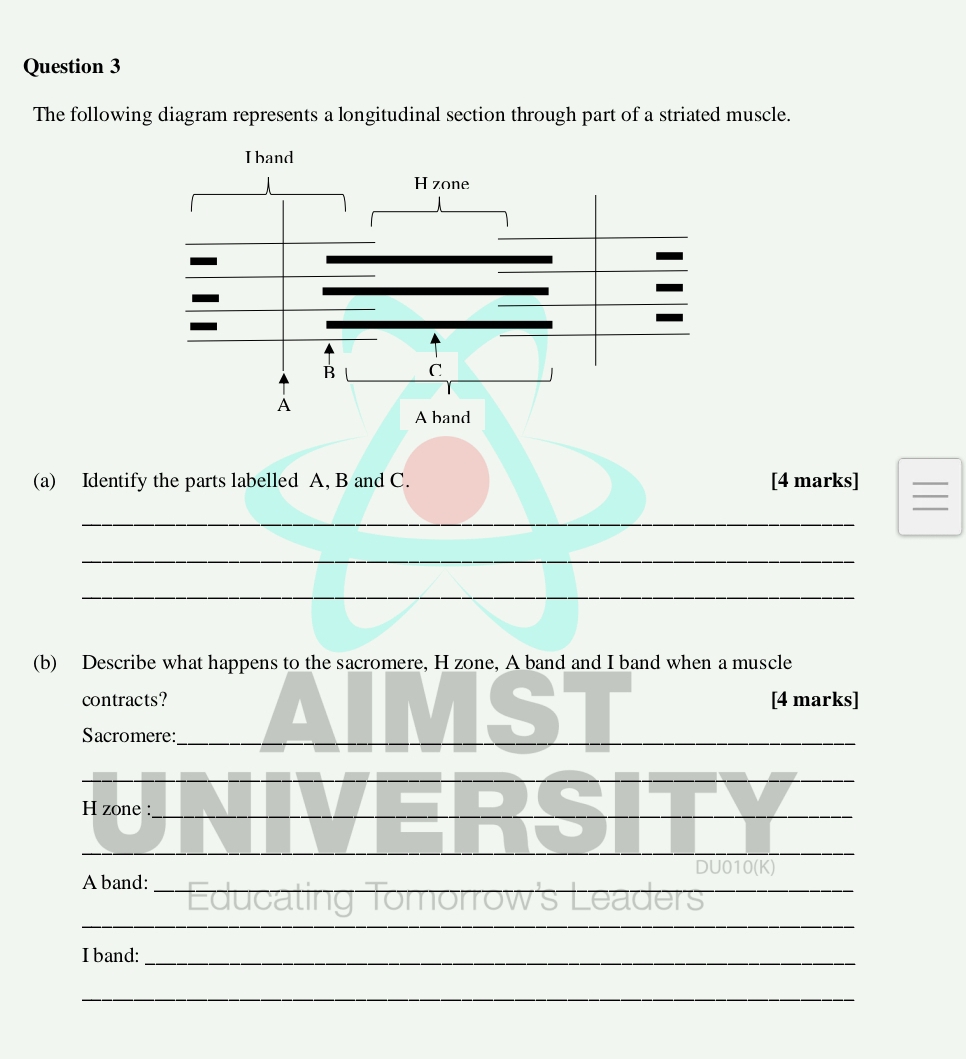 The following diagram represents a longitudinal section through part of a striated muscle. 
(a) Identify the parts labelled A, B and C. [4 marks] 
_ 
_ 
_ 
(b) Describe what happens to the sacromere, H zone, A band and I band when a muscle 
contracts? [4 marks] 
Sacromere:_ 
_ 
_ 
_ 
H zone :_ 
_ 
_ 
_ 
DU010(K) 
A band:_ 
_ 
Educating Tomorrow's I 
_ 
_ 
I band:_ 
_