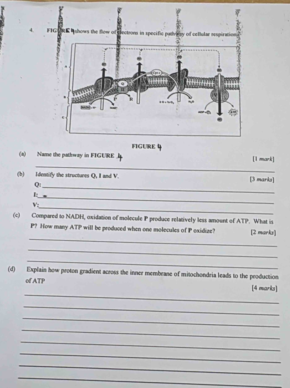 FIG RE shows the flow of electrons in specific path way of cellular respiration 
FIGURE 4 
_ 
(a) Name the pathway in FIGURE [1 mark] 
(b) Identify the structures Q, I and V. [3 marks] 
Q:_ 
_ 
I: 
_
V
(c) Compared to NADH, oxidation of molecule P produce relatively less amount of ATP. What is 
_
P? How many ATP will be produced when one molecules of P oxidize? [2 marks] 
_ 
_ 
(d) Explain how proton gradient across the inner membrane of mitochondria leads to the production 
_ 
of ATP [4 marks] 
_ 
_ 
_ 
_ 
_ 
_ 
_