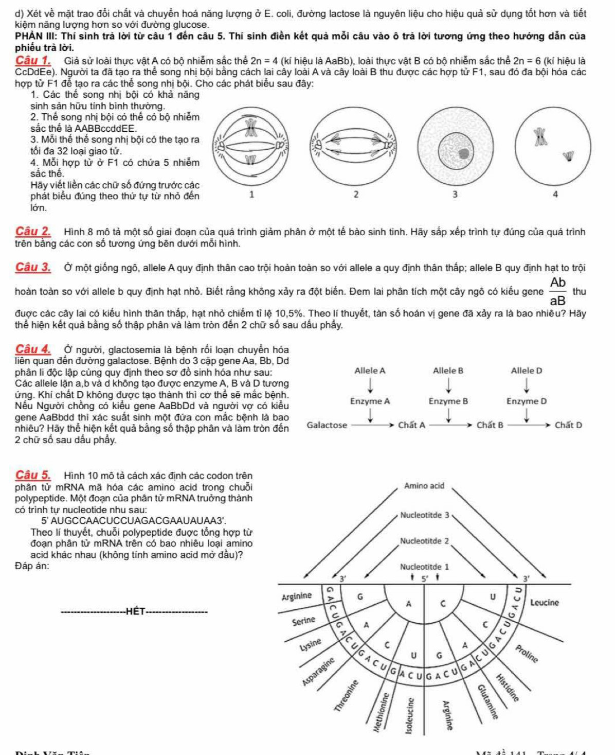 Xét về mặt trao đổi chất và chuyển hoá năng lượng ở E. coli, đường lactose là nguyên liệu cho hiệu quả sử dụng tốt hơn và tiết
kiệm năng lượng hơn so với đường glucose.
PHẢN III: Thí sinh trà lời từ câu 1 đến câu 5. Thí sinh điền kết quả mỗi câu vào ô trả lời tương ứng theo hướng dẫn của
phiều trà lời.
Câu 1. Giả sử loài thực vật A có bộ nhiễm sắc thể 2n=4 (kí hiệu là AaBb), loài thực vật B có bộ nhiễm sắc thể 2n=6 (kí hiệu là
CcDdEe). Người ta đã tạo ra thể song nhị bội bằng cách lai cây loài A và cây loài B thu được các hợp tử F1, sau đó đa bội hóa các
hợp tử F1 để tạo ra các thể song nhị bội. Cho các phát biểu sau đây:
1. Các thể song nhị bội có khả năng
sinh sản hữu tính bình thường.
2. Thể song nhị bội có thể có bộ nhiễm
sắc thể là AABBccddEE.
3. Mỗi thể thể song nhị bội có the tạo ra
tối đa 32 loại giao tử.
4. Mỗi hợp tử ở F1 có chứa 5 nhiễm 
sắc thế.
Hãy viết liền các chữ số đứng trước các
phát biểu đúng theo thứ tự từ nhỏ đến  3 4
lớn.
Cầu 2. Hình 8 mô tả một số giai đoạn của quá trình giảm phân ở một tế bào sinh tinh. Hãy sắp xếp trình tự đúng của quá trình
trên bằng các con số tương ứng bên dưới mỗi hình.
Câu 3. Ở một giống ngô, allele A quy định thân cao trội hoàn toàn so với allele a quy định thân thấp; allele B quy định hạt to trội
hoàn toàn so với allele b quy định hạt nhỏ. Biết rằng không xảy ra đột biến. Đem lai phân tích một cây ngô có kiểu gene  Ab/aB  thu
được các cây lai có kiểu hình thân thấp, hạt nhỏ chiếm tỉ lệ 10,5%. Theo lí thuyết, tàn số hoán vị gene đã xảy ra là bao nhiêu? Hãy
thể hiện kết quả bằng số thập phân và làm tròn đến 2 chữ số sau dấu phẫy.
Câu 4. Ở người, glactosemia là bệnh rối loạn chuyển hó
liên quan đến đường galactose. Bệnh do 3 cặp gene Aa, Bb, D
phân li độc lập củng quy định theo sơ đồ sinh hóa như sau:
Các allele lặn a,b và d không tạo được enzyme A, B và D tươn
ứng. Khí chất D không được tạo thành thì cơ thể sẽ mắc bện
Nếu Người chồng có kiểu gene AaBbDd và người vợ có kiể
gene AaBbdd thì xác suất sinh một đứa con mắc bệnh là ba
nhiêu? Hãy thể hiện kết quả bằng số thập phân và làm tròn đế
2 chữ số sau dấu phẩy.
Câu 5. Hình 10 mô tả cách xác định các codon trên
phân tử mRNA mã hóa các amino acid trong chuỗi
polypeptide. Một đoạn của phân tử mRNA truởng thành
có trình tự nucleotide nhu sau:
5' AUGCCAACUCCUAGACGAAUAUAA3'.
Theo lí thuyết, chuỗi polypeptide đuợc tổng hợp từ
đoạn phân tử mRNA trên có bao nhiêu loại amino
acid khác nhau (không tính amino acid mở đầu)?
Đáp án: 
ét