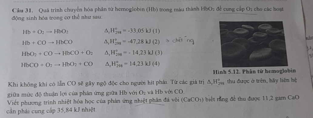 Quá trình chuyển hóa phân tử hemoglobin (Hb) trong máu thành HbO_2 để cung cấp O_2 cho các hoạt 
động sinh hóa trong cơ thể như sau:
Hb+O_2to HbO_2
△ _rH_(298)°=-33,05kJ(1)
Hb+COto HbCO
△ _rH_(298)°=-47,28kJ(2) hật 
y
HbO_2+COto HbCO+O_2 △ _rH_(298)^o=-14,23kJ(3)
3
HbCO+O_2to HbO_2+CO △ _rH_(298)°=14,23kJ(4)
Hình 5.12. Phân tử hemoglobin 
Khi không khí có lẫn CO sẽ gây ngộ độc cho người hít phải. Từ các giá trị △ _rH_(298)^o thu được ở trên, hãy liên hệ 
giữa mức độ thuận lợi của phản ứng giữa Hb với O_2 và Hb với CO. 
Viết phương trình nhiệt hóa học của phản ứng nhiệt phân đá vôi (CaCO_3) biết rằng để thu được 11,2 gam CaO 
cần phải cung cấp 35,84 kJ nhiệt.