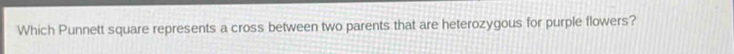 Which Punnett square represents a cross between two parents that are heterozygous for purple flowers?