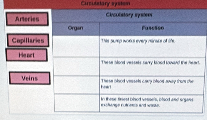 Circulatory system