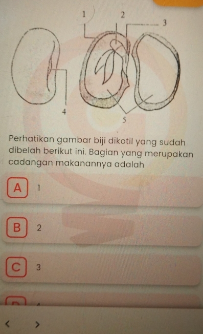 Perhatikan gambar biji dikotil yang sudah
dibelah berikut ini. Bagian yang merupakan
cadangan makanannya adalah
A 1
B 2
C 3