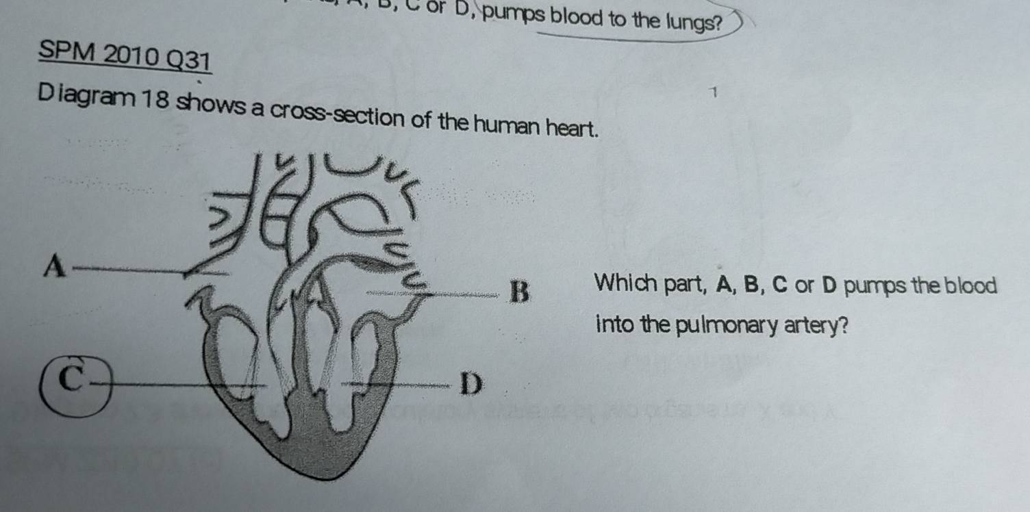 B, C or D, pumps blood to the lungs? 
SPM 2010 Q31 
Diagram 18 shows a cross-section of the human heart. 
Which part, A, B, C or D pumps the blood 
into the pulmonary artery?