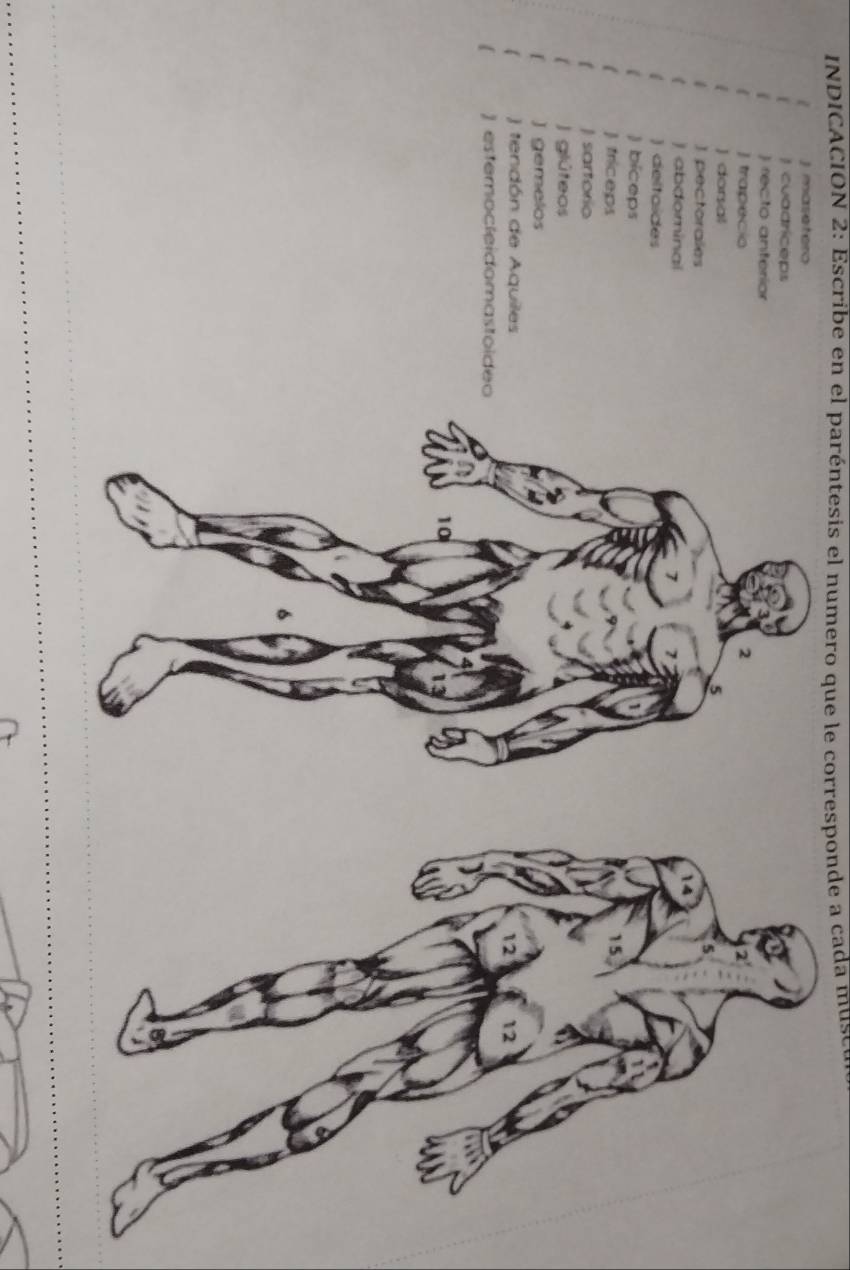 INDICACION 2: Escribe en el paréntesis el numero que le corresponde a cada mus 
J masetero 
f cuadríceps 
) recto anterior 
) trapecio 
) dorsal 
1 ] pectorales 
) abdominal 
) deltoídes 
) bíceps 
  triceps 
f | sartorio 
) glúteos 
[ J gemelos 
 ) tendón de Aquiles12 
12 
 ) esterocleidomastoideo