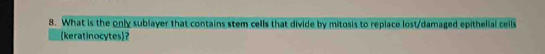 What is the only sublayer that contains stem cells that divide by mitosis to replace lost/damaged epithelial cells 
(keratinocytes)?