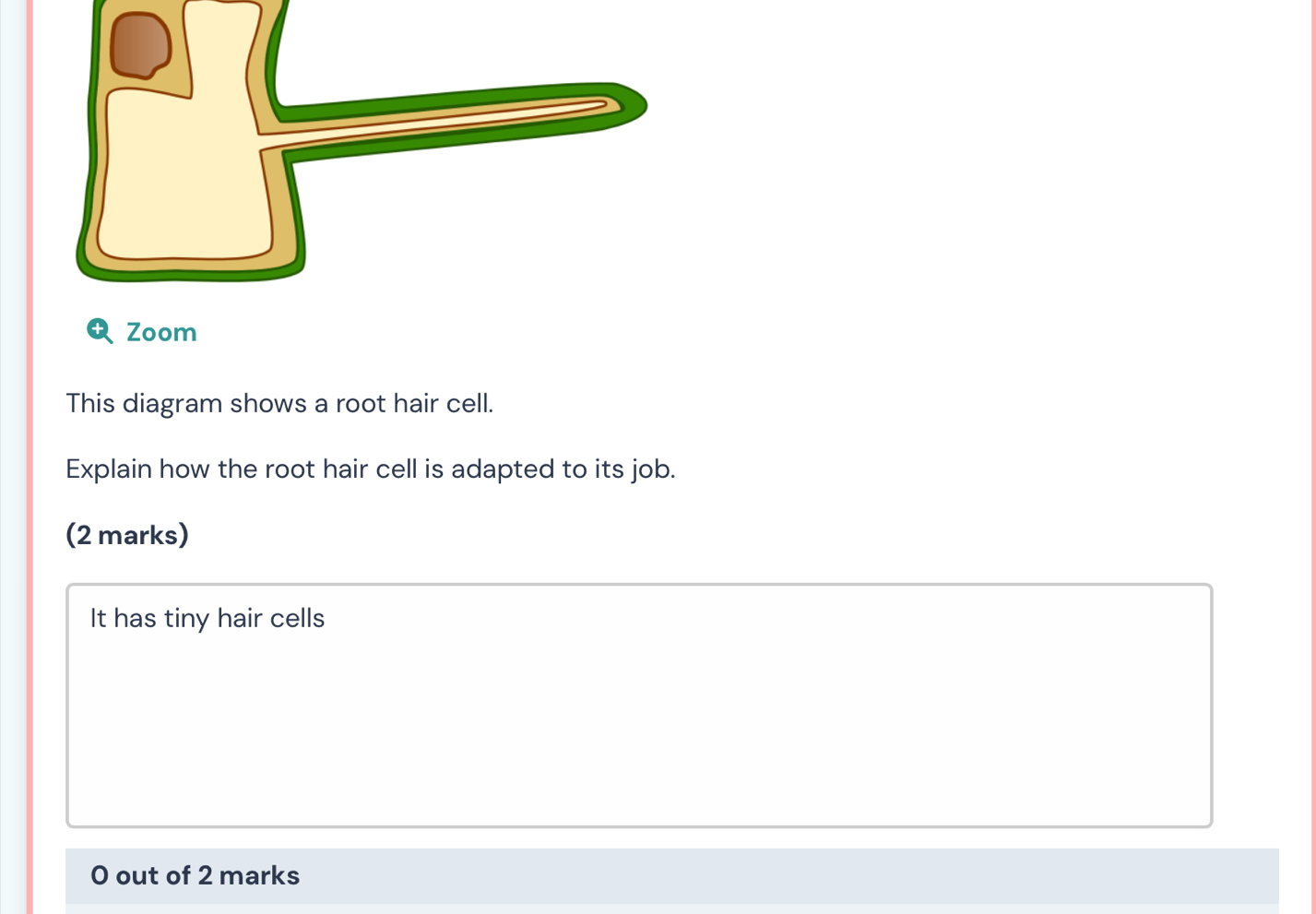 Solved: Zoom This diagram shows a root hair cell. Explain how the root ...