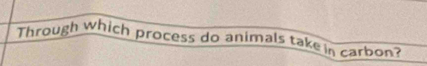 Through which process do animals take in carbon?