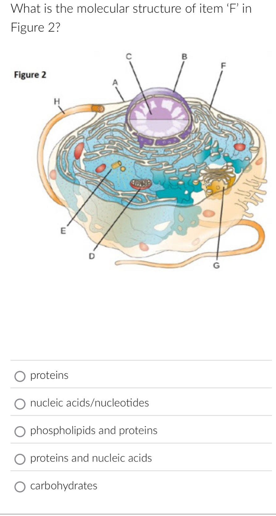 What is the molecular structure of item ‘F’ in
Figure 2?
F
proteins
nucleic acids/nucleotides
phospholipids and proteins
proteins and nucleic acids
carbohydrates