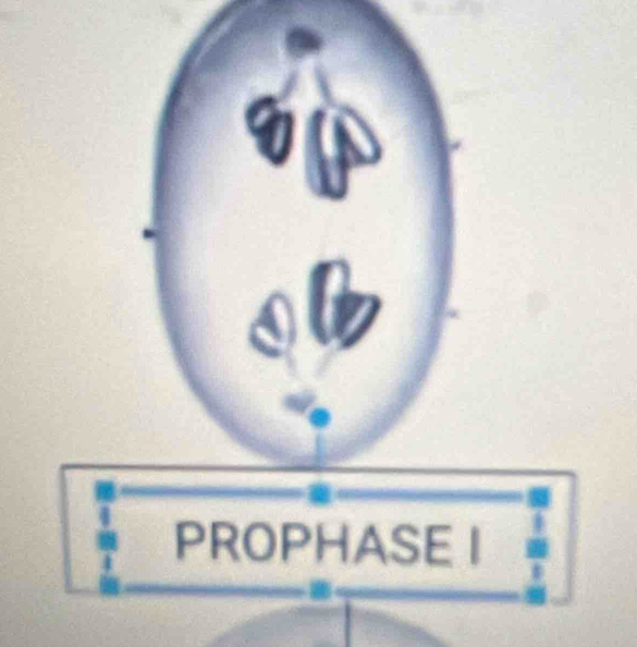 PROPHASE I