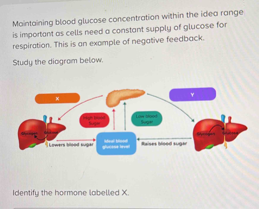 Maintaining blood glucose concentration within the idea range 
is important as cells need a constant supply of glucose for 
respiration. This is an example of negative feedback. 
Study the diagram below. 
Identify the hormone labelled X.