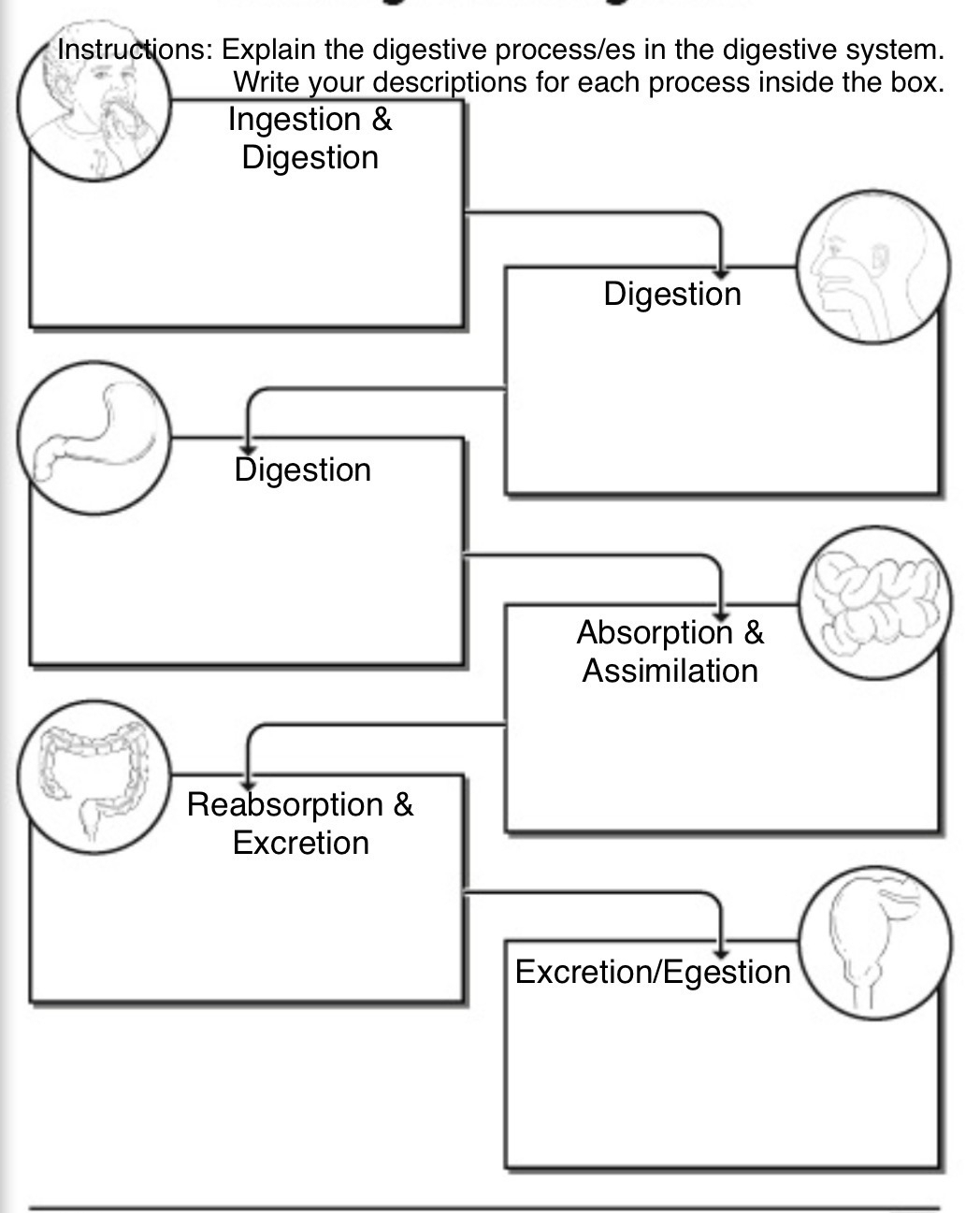 Instructions: Explain the digestive process/es in the digestive system. 
x.