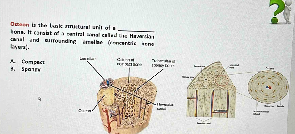 Osteon is the basic structural unit of a
bone. It consist of a central canal called the Haversian
canal and surrounding lamellae (concentric bone
layers).
A. Compact
B. Spongy