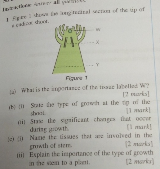 Instructions: Answer all questions. 
1 Figure 1 shows the longitudinal section of the tip of 
a eudicot shoot. 
(a) What is the importance of the tissue labelled W? 
[2 marks] 
(b) (i) State the type of growth at the tip of the 
shoot. [1 mark] 
(ii) State the significant changes that occur 
during growth. [1 mark] 
(c) (i) Name the tissues that are involved in the 
growth of stem. [2 marks] 
(ii) Explain the importance of the type of growth 
in the stem to a plant. [2 marks]