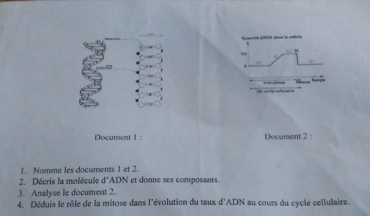 Querst/bb sDf slermn to colude 
M 
79 
. 
6 □° 

Inerphase '== Pto=== 
Tamp 
Un cyss celuteire 
Document 1 : Document 2 : 
1. Nomme les documents I et 2. 
2. Décris la molécule d'ADN et donne ses composants. 
3. Analyse le document 2. 
4. Déduis le rôle de la mitose dans l'évolution du taux d'ADN au cours du cycle cellulaire.