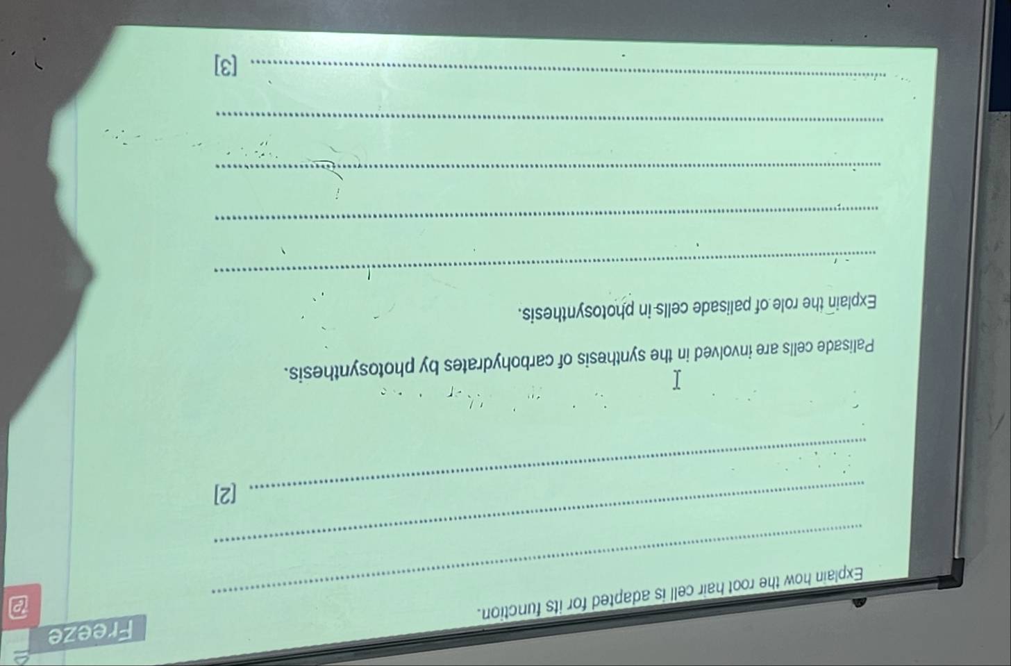 Freeze 
_Explain how the root hair cell is adapted for its function. 
e 
_ 
_[2] 
Palisade cells are involved in the synthesis of carbohydrates by photosynthesis. 
Explain the role of palisade cells in photosynthesis. 
_ 
_ 
_ 
_ 
_ 
[3]