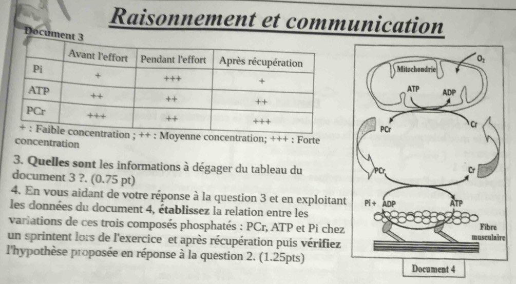 Raisonnement et communication
Docume
Moyenne concentration; +++ : Forte
concentration
3. Quelles sont les informations à dégager du tableau du 
document 3 ?. (0.75 pt)
4. En vous aidant de votre réponse à la question 3 et en exploitant
les données du document 4, établissez la relation entre les
variations de ces trois composés phosphatés : PCr, ATP et Pi chez
e
un sprintent lors de l'exercice et après récupération puis vérifiez
l'hypothèse proposée en réponse à la question 2. (1.25pts)