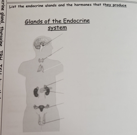 List the endocrine glands and the hormones that they produce 
A Glands of the Endocrine 
system