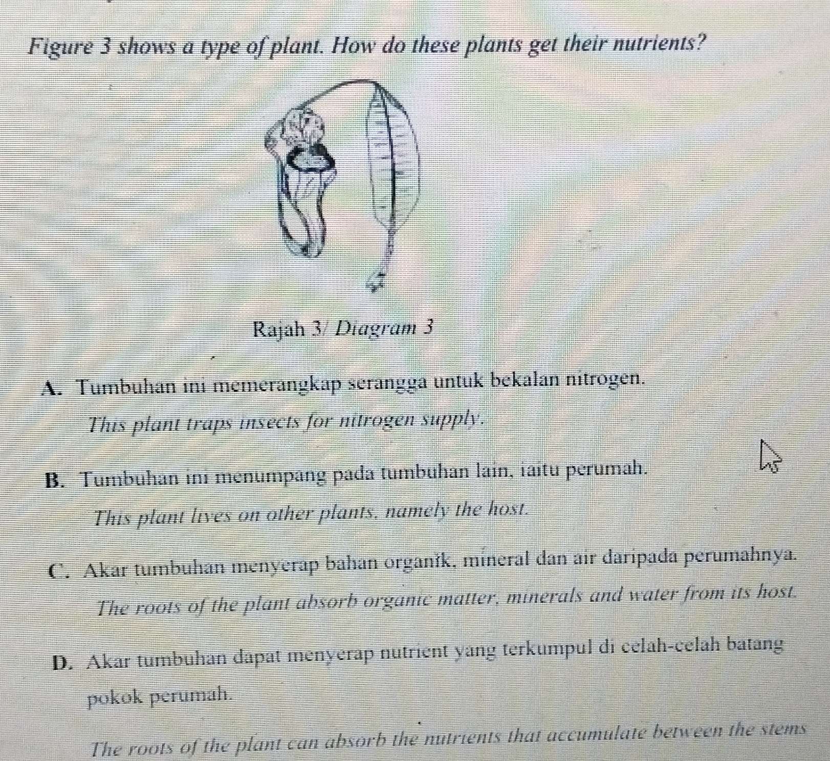 Figure 3 shows a type of plant. How do these plants get their nutrients?
Rajah 3/ Diagram 3
A. Tumbuhan ini memerangkap serangga untuk bekalan nitrogen.
This plant traps insects for nitrogen supply.
B. Tumbuhan ini menumpang pada tumbuhan lain, iaitu perumah.
This plant lives on other plants, namely the host.
C. Akar tumbuhan menyerap bahan organik, mineral dan air daripada perumahnya.
The roots of the plant absorb organic matter, minerals and water from its host.
D. Akar tumbuhan dapat menyerap nutrient yang terkumpul di celah-celah batang
pokok perumah.
The roots of the plant can absorb the nutrients that accumulate between the stems