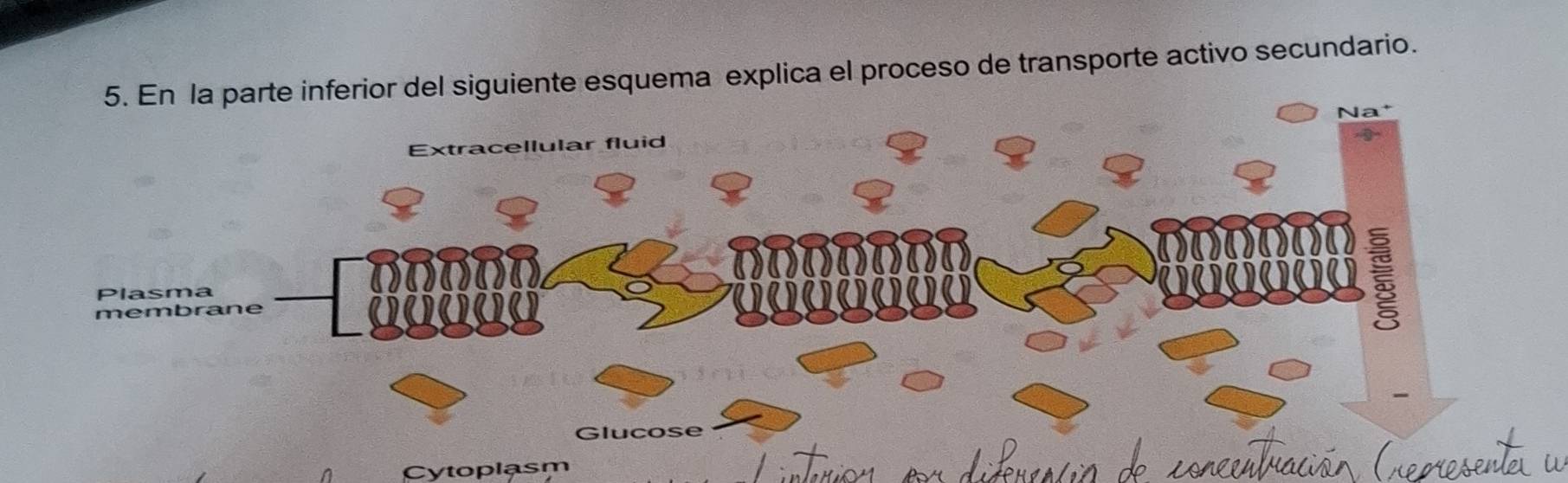 arte inferior del siguiente esquema explica el proceso de transporte activo secundario. 
^ Cytoplasm