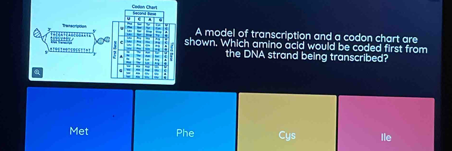 Solved: Codon Transcription A model of transcription and a codon chart ...