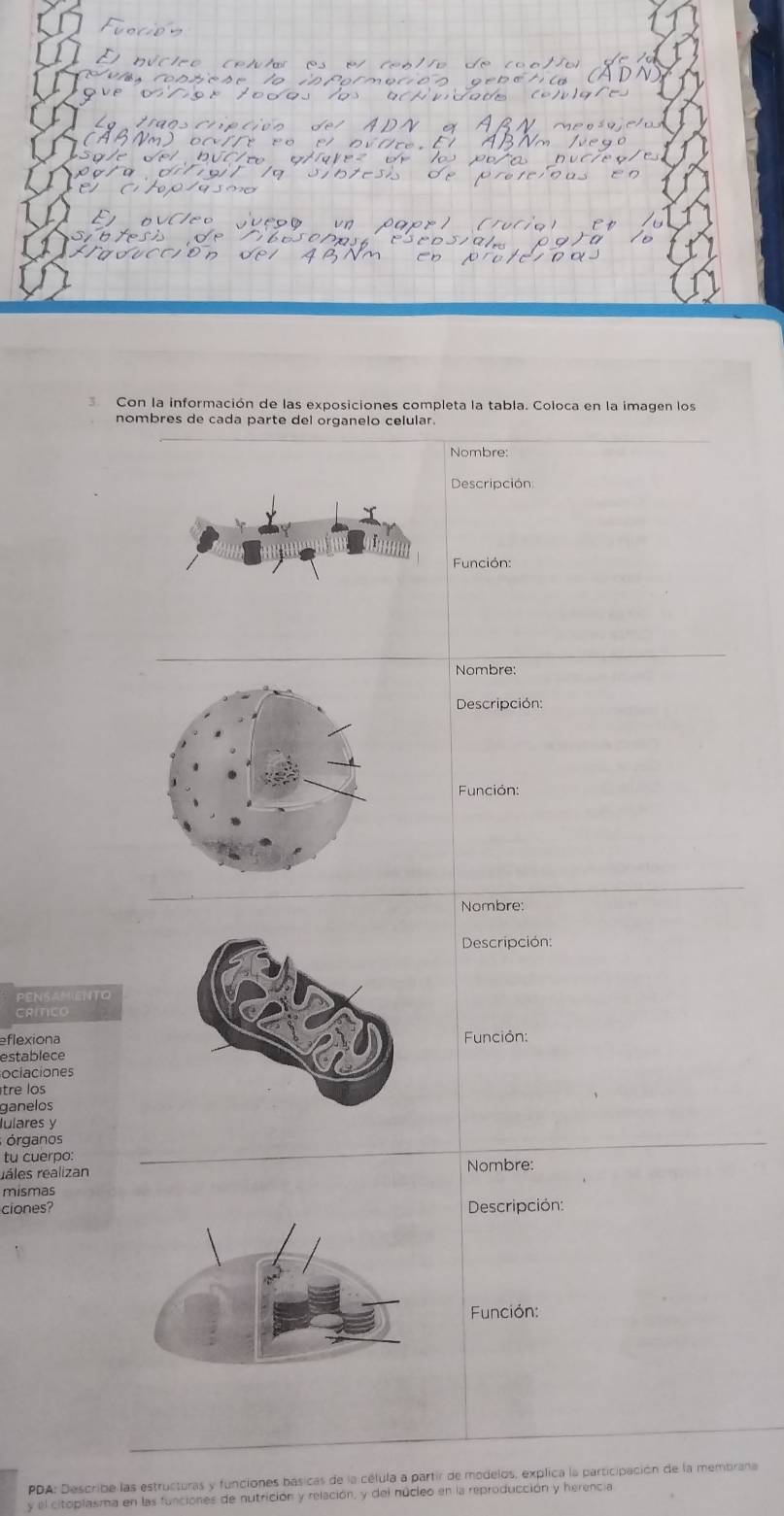 Con la información de las exposiciones completa la tabla. Coloca en la imagen los
nombres de cada parte del organelo celular.
Nombre:
Descripción
Función:
Nombre:
Descripción:
Función:
Nombre:
Descripción:
PENSAMINTO
CRICO
eflexiona
estableceFunción:
ociaciones
tre los
ganelos
lulares y
órganos
tu cuerpo:
ráles réalizan Nombre:
mismas
ciones?Descripción:
Función:
PDA: Describe las estructuras y funciones básicas de la célula a partir de modelos, explica la participación de la membrana
y el citoplasma en las funciones de nutrición y relación, y del núcleo en la reproducción y herencia