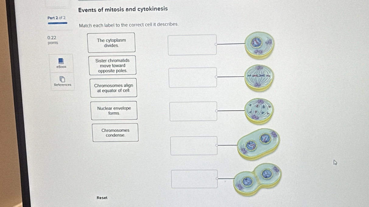 Events of mitosis and cytokinesis 
Part 2 of 2 
Match each label to the correct cell it describes.
0.22 The cytoplasm 
points divides. 
Sister chromatids 
eBook move toward 
opposite poles 
References Chromosomes align 
at equator of cell 
Nuclear envelope 
forms 
Chromosomes 
condense 
Reset