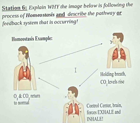 Station 6: Explain WHY the image below is following the
process of Homeostasis and describe the pathway or
feedback system that is occurring!
INHALE!